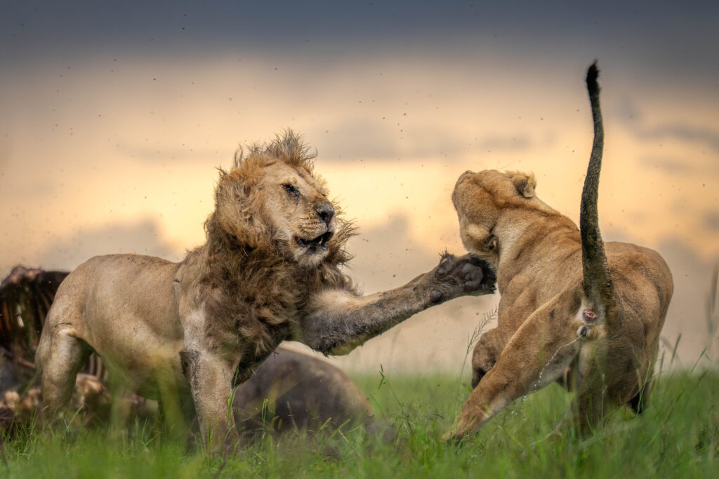 The Claws of Compassion on a golden evening
